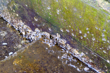 壁にしがみつく貝