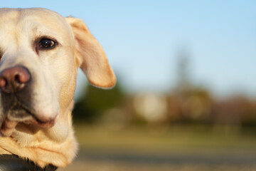 ラブラドールレトリバー 犬 dogs labradorretriever