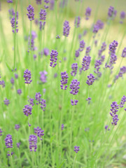 ラベンダー5月撮影