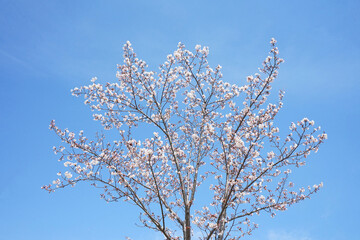 桜　品種はソメイヨシノ　4月撮影