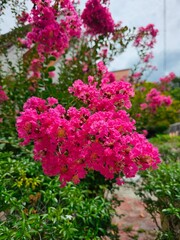 Fototapeta na wymiar Pink flowers of Lagerstroemia speciosa in the garden