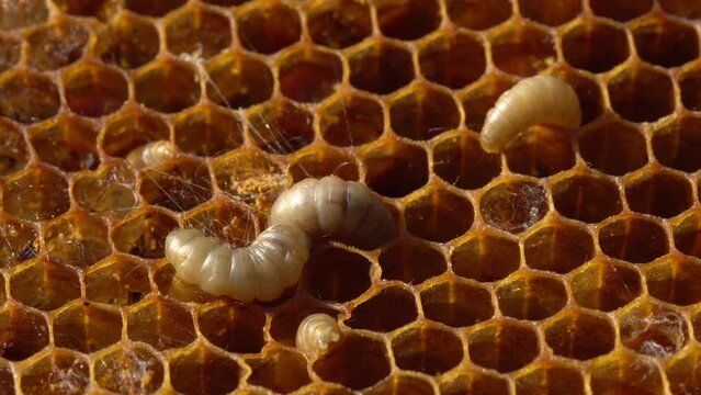 Wax Moths in Beehive. The larvae or caterpillar feed on beeswax, stored pollen, honey and sometimes brood