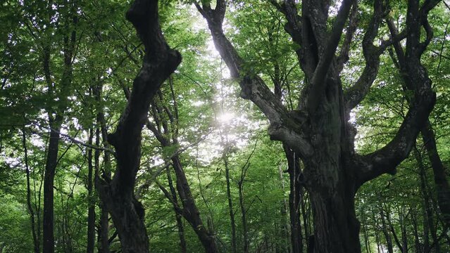 Atmospheric shots of the forest where the sun shines through the branches of trees. The camera moves smoothly taking pictures of the landscape