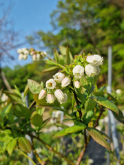 White flowers on blueberry stem