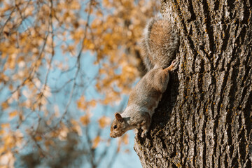 Obraz premium Montreal Squirrel