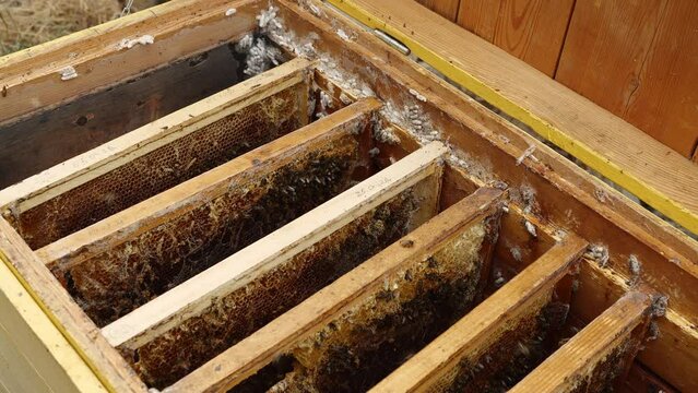 Wax moth a beekeeping pest. Combs infested with wax moth. Damage caused by wax moths. Wax moth larvae and webbing on old combs