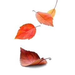 Different dry colored autumn leaves