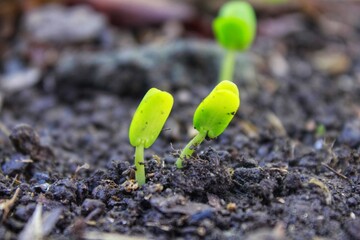 small buds of bell pepper sprouts on the ground. in the rainy season