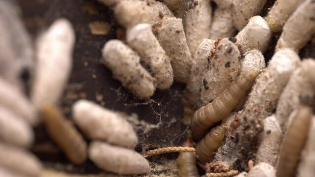 Wax moth cocoons stuck onto frames
