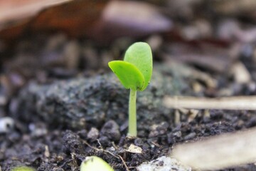 small buds of bell pepper sprouts on the ground. in the rainy season
