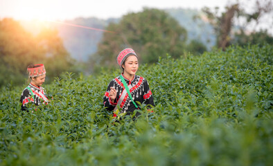 Tea garden farmers or worker wearing traditional dresser work carry barket picking green tea leaves at tea plantation with white foggy mountain is green tea organic  business concept. - obrazy, fototapety, plakaty
