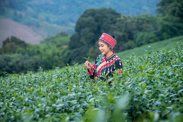 Tea garden farmers or worker wearing traditional dresser work carry barket picking green tea leaves...