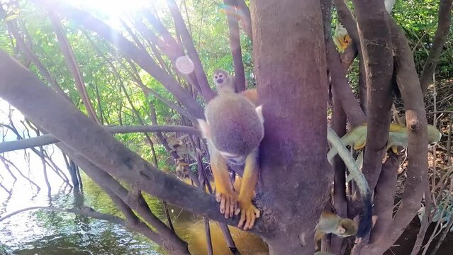 Cute  squirrel monkeys  interacting and eating in natural habitat amazon jungle rainforest