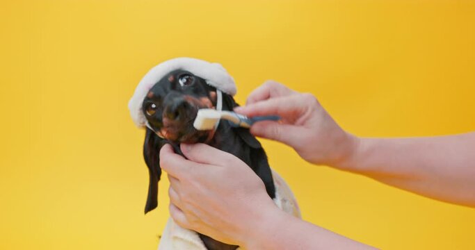 Funny little dachshund dog in pajamas, nightcap is brushing teeth with toothbrush, puppy rests, licks tasty toothpaste with tongue Prevention of dental plaque in pet, oral hygiene, healthy habit, care