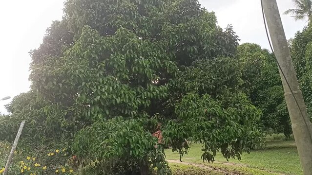  matured mangosteen tree close up . photo taken in malaysia
