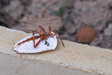 Dead  stink bugs or essaratoma papillosa drury on floor background (the pests of longan and many other fruit trees )