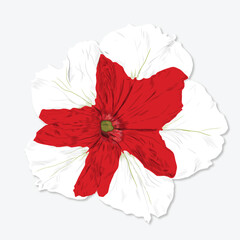 White and red petunia illustration