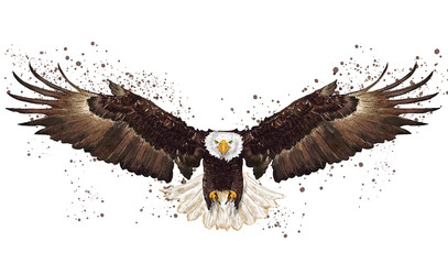 Beautiful bald eagle with extended wings illustration © Natalia