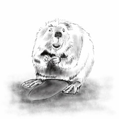 Black and white cute beaver illustration  - obrazy, fototapety, plakaty