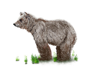 Grizzly bear standing looking far away illustration