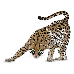 Beautiful ocelot looking ahead illustration