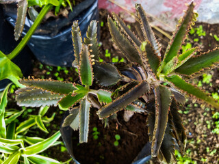 KALANCHOE DEIGREMONTIANA ORIGINAL SUCCULENT PLANTS