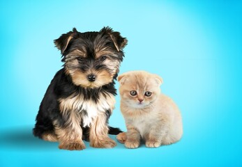 Cute smart puppy and a small kitten together