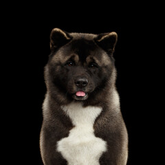 Portrait of Akita Inu Dog on Isolated Black Background, front view