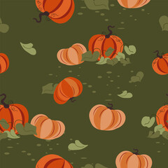 Growing pumpkins on field, agriculture pattern