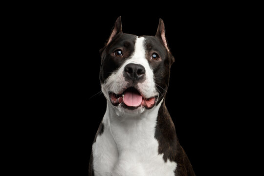Portrait of Brown American Staffordshire Terrier Dog Looking at camera Isolated on Black Background