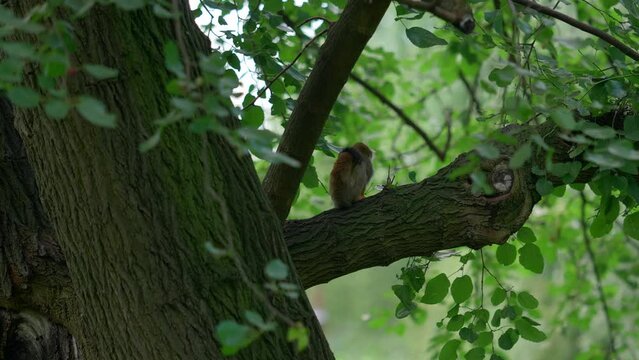Common squirrel monkey on a tree, captured in Zoo, telephoto of small ape