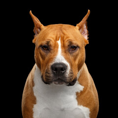 Portrait of Red American Staffordshire Terrier Dog Looking at camera Seriously Isolated on Black Background