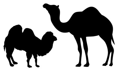 CAMEL silhouettes on white background. / dromedary camels /  two camels vector illustrations.	
