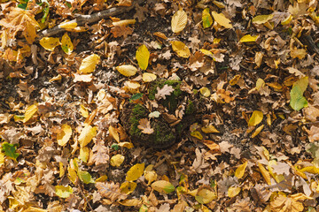 The stump is covered with moss. A close-up of a cut tree against a forest backdrop. Autumn forest