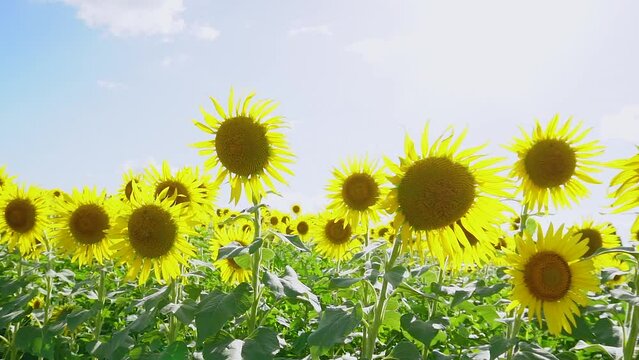 Walk around the sun backlight sunflower field. handheld slider shot.