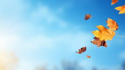 lonely leaf falls in autumn from a tree against a light blue sky, leaf fall on an autumn day background with a copy  space