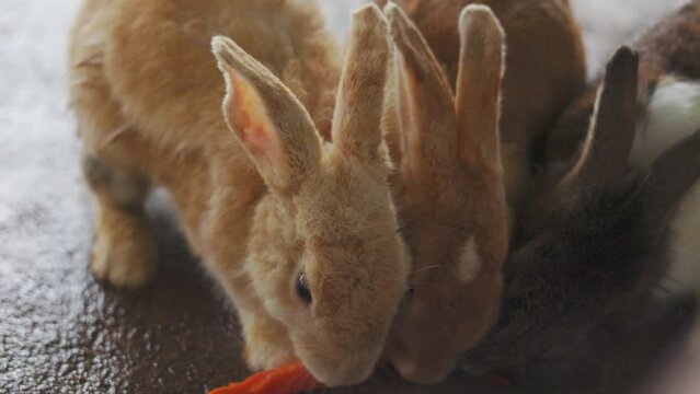 Closed up face of  many cute rabbits, showcasing its fluffy brown and orange fur, with adorable and charming long ears. The bunny are eating carrot from people feeding in the zoo with happiness.