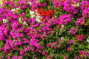 Bougainvilliers 