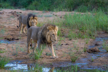 Two male lions crossing a river bed