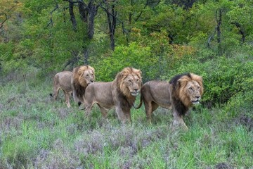 Three Male lion walling through dense bush