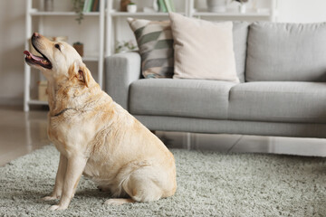 Cute Labrador dog sitting on carpet at home