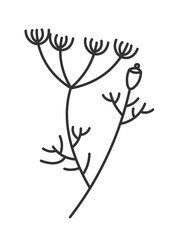 Dill with flourishing, aromatic ingredient herb