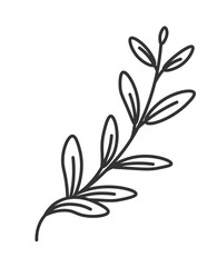 Thyme plant leaf, branches of aromatic herb spice