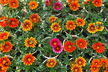 group of colorful daisy flower pot bloom vibrant at Da Lat garden