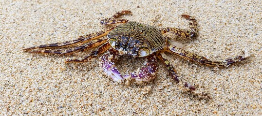 crab on the sand