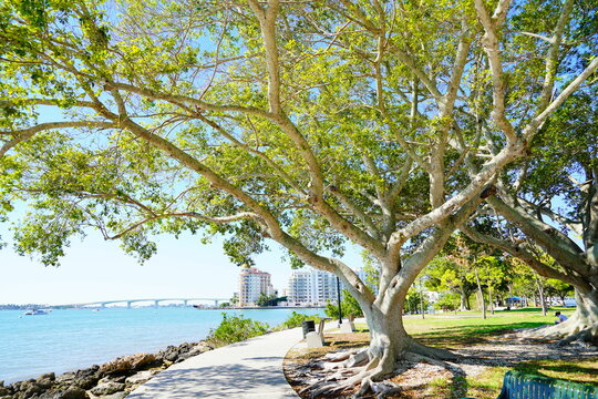 Sarasota bay harbor and bay front house 