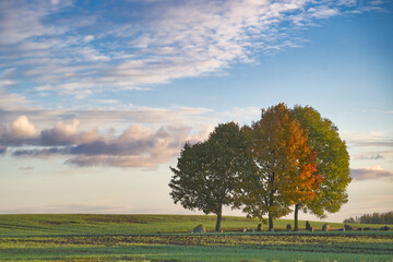 Group of trees with yellow and green leaves in field