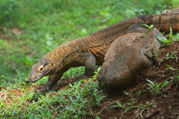 portrait of a Komodo dragon wandering in the bush