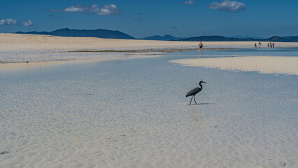 A beautiful black heron walks in shallow water at low tide. The sandy bottom is visible through the clear turquoise water. Tiny silhouettes of people in the distance. Green hills against a blue sky. 