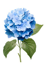 Hydrangea flower on a transparent background